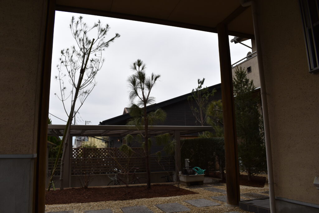 さいたま市　庭づくり　ストローブマツ